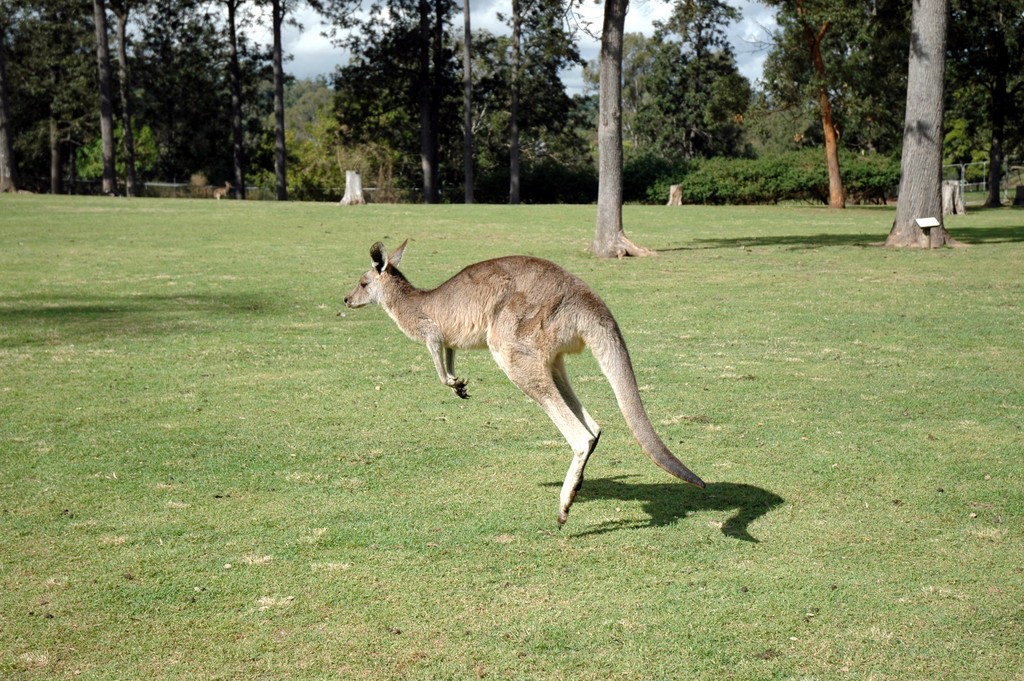 Kangaroo